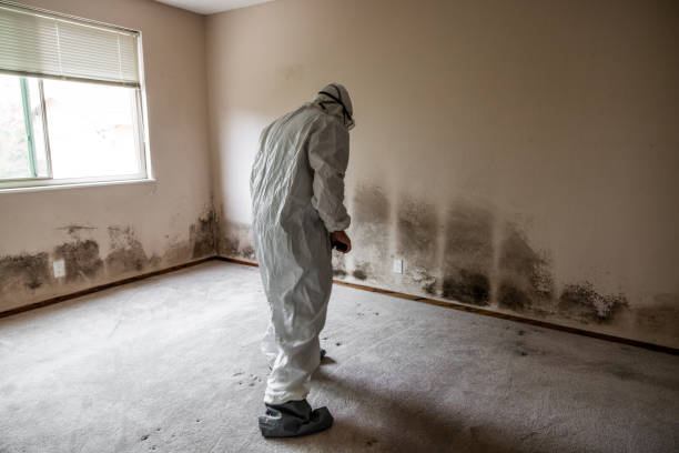 Professional Mold Inspection, Removal & Remediation in Doney Park, AZ